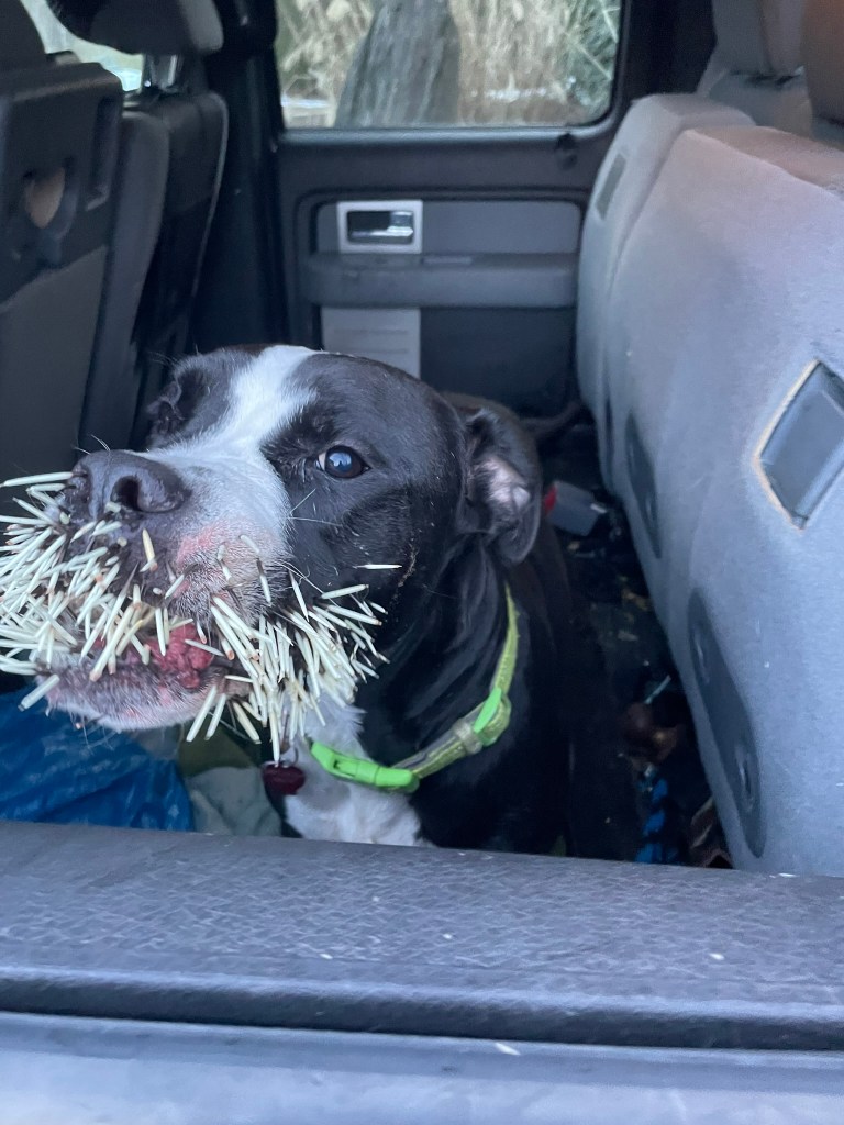 The current image has no alternative text. The file name is: img_7442.jpeg